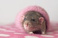 Cute rodent in a pink sock looking curious to the camera. Royalty Free Stock Photo