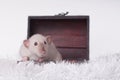 Cute rodent sit in a open suitcase and look sideways. Royalty Free Stock Photo