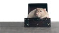 Cute rodent sit in a open suitcase. Royalty Free Stock Photo