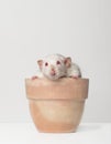 Cute rodent sitting in a flower pot and looking curious to the camera. Royalty Free Stock Photo