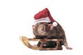 Cute rodent wearing a santa hat and sit on a christmas sled.