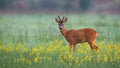 Cute roe deer buck looking into camera on a summer morning