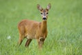 Cute roe deer doe facing camera on green summer meadow Royalty Free Stock Photo