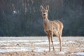 Cute roe deer doe standing on a meadow and facing camera with copy space Royalty Free Stock Photo