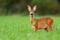 Cute roe deer fawn grazing on green summer meadow with leafs in open mouth. Royalty Free Stock Photo