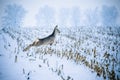 Cute roedeer jumping over agricultural field covered with snow Royalty Free Stock Photo