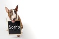 Cute romantic bull terrier says sorry, text on sign board valentine animal love. white background