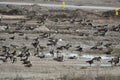 Cute Ross\'s goose rests in a construction site with a large flock of Canada Geese