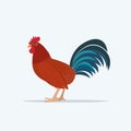 Cute rooster domestic bird poultry farming concept flat white background