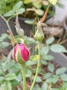 Cute rose flower buds with water boubles