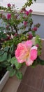 Cute rose tree in the pot.