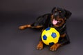 Cute rottweiler with ball in studio. Royalty Free Stock Photo