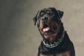 Cute rottweiler dog with collar looking up, holding tongue out and panting