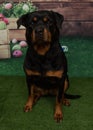 rottweiler dog Easter eggs green grass spring portrait Royalty Free Stock Photo