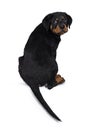 Cute Rottweiler dog puppy, Tail hanging down. Royalty Free Stock Photo