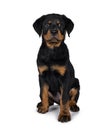 Cute Rottweiler dog puppy, Tail hanging down. Royalty Free Stock Photo