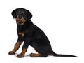 Cute Rottweiler dog puppy, Tail hanging down. Royalty Free Stock Photo