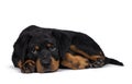 Cute Rottweiler dog puppy, Tail hanging down. Royalty Free Stock Photo