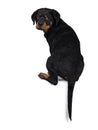 Cute Rottweiler dog puppy, Tail hanging down.