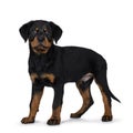 Cute Rottweiler dog puppy, Tail hanging down. Royalty Free Stock Photo