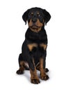 Cute Rottweiler dog puppy, Tail hanging down. Royalty Free Stock Photo