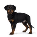 Cute Rottweiler dog puppy, Tail hanging down. Royalty Free Stock Photo