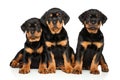 Cute Rottweiler puppies on white