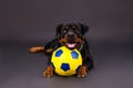 Cute rottweiler puppy and football ball. Royalty Free Stock Photo