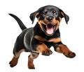 Cute rottweiler puppy jumping. Playful dog cut out at background