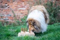 Cute rough collie eaing cake birthday Royalty Free Stock Photo