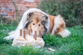 Cute rough collie eaing cake birthday Royalty Free Stock Photo