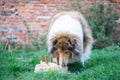 Cute rough collie eaing cake birthday Royalty Free Stock Photo