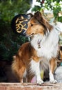 Cute rough collie standing at the door Royalty Free Stock Photo