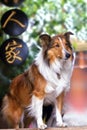 Cute rough collie standing at the yard door Royalty Free Stock Photo