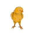 Cute round chicken isolated on a white background. Watercolor illustration of a yellow newborn chicken. Easter motif. Fluffy chick Royalty Free Stock Photo