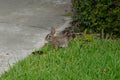 Cute round ear rabbit