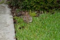 Cute round ear rabbit