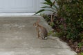 Cute round ear rabbit