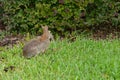 Cute round ear rabbit