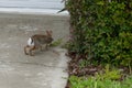 Cute round ear rabbit