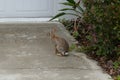 Cute round ear rabbit