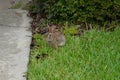 Cute round ear rabbit and grass