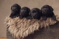 Cute row of four labrador retriever dogs looking up and side Royalty Free Stock Photo