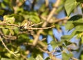 Cute Ruby-Throated Hummingbird Fluffed Up In Sunshine
