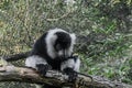 Cute ruffed black and white lemur monkey sitting on a tree branch and looking down adorable primate animal portrait