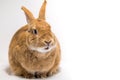 Cute rufus bunny rabbit makes funny facial expressions on white background