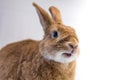 Cute rufus bunny rabbit makes funny facial expressions on white background Adorable rufus bunny rabbit makes funny expressions on