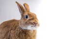 Cute rufus bunny rabbit makes funny smile on white background