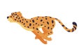 Cute running baby leopard. Beautiful wild predator animal cartoon vector illustration