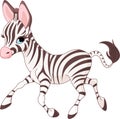 Cute running baby Zebra